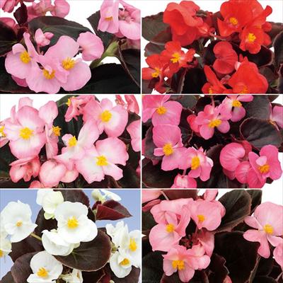 ベゴニア セネタｉQ ミックス