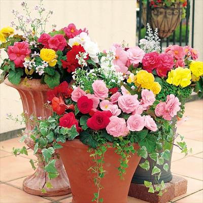 球根ベゴニア フォーチュン ミックス