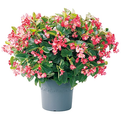 ベゴニア バイキング(R)XL ピンクオングリーン