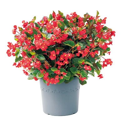 ベゴニア バイキング(R)XL レッドオングリーン