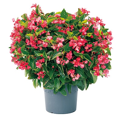 ベゴニア バイキング(R)XL ローズオングリーン