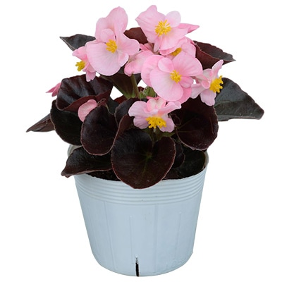 ベゴニア セネタiQ チェリーブロッサム