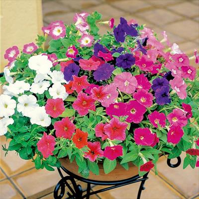 ペチュニア バカラ ミックス