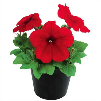 ペチュニア エコチュニア(R) レッド