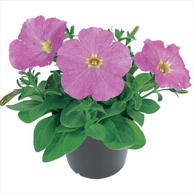 ペチュニア エコチュニア(R) ライラック