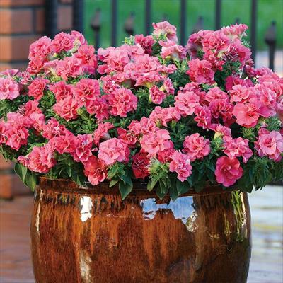 ペチュニア デュオ サーモン