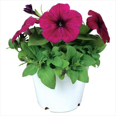 ペチュニア エコチュニア(R) バーガンディー