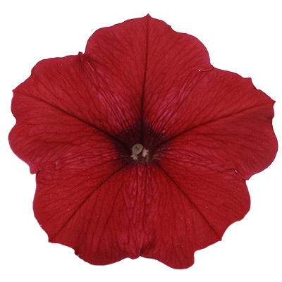 ペチュニア バカラ レッド