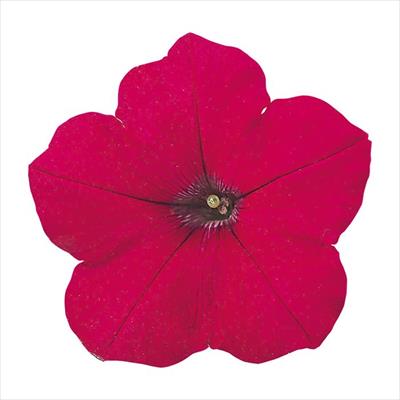 ペチュニア バカラ チェリーローズ