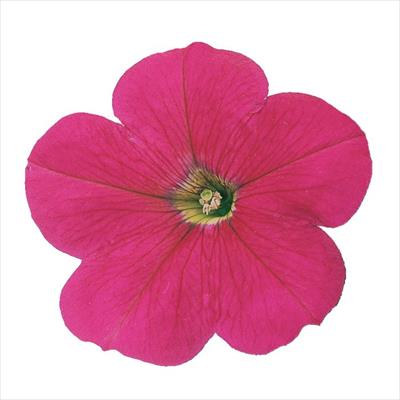 ペチュニア バカラ ローズ