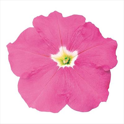 ペチュニア バカラ ピンク