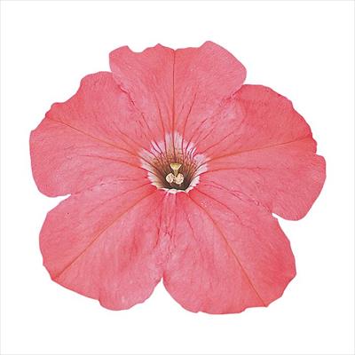 ペチュニア バカラ サーモン