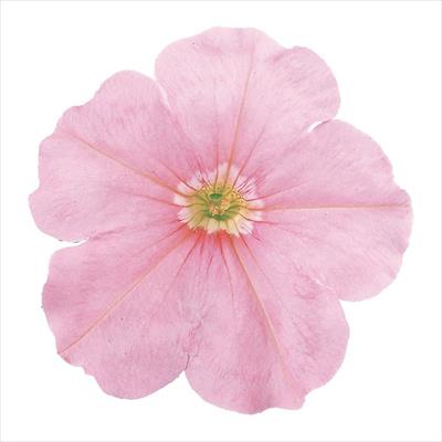 ペチュニア バカラ ライトサーモン