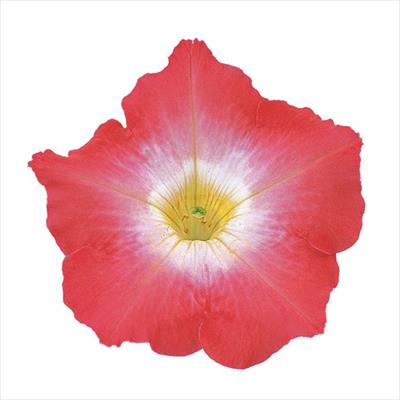 ペチュニア バカラ レッドモーン