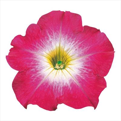 ペチュニア バカラ ローズモーン