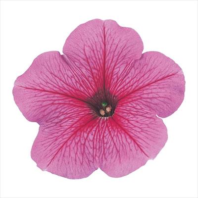 ペチュニア バカラ ピンクベイン