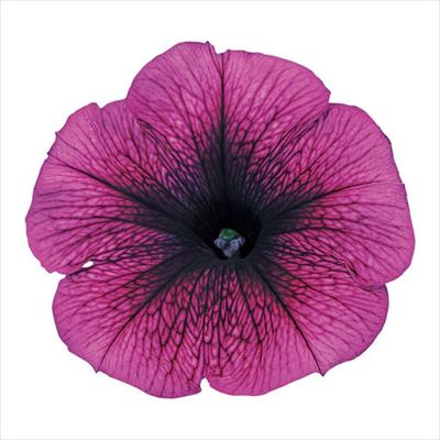 ペチュニア バカラ プラム