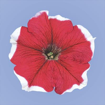 ペチュニア バカラ レッドピコティー