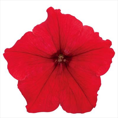 ペチュニア マンボGP レッド