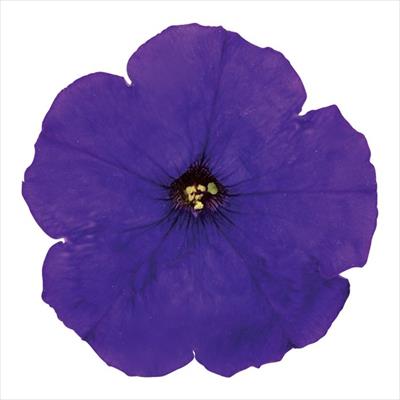 ペチュニア マンボGP ブルー