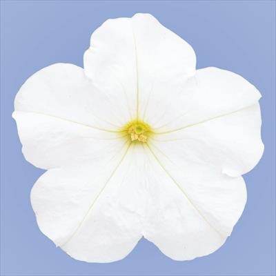 ペチュニア マンボGP ホワイト