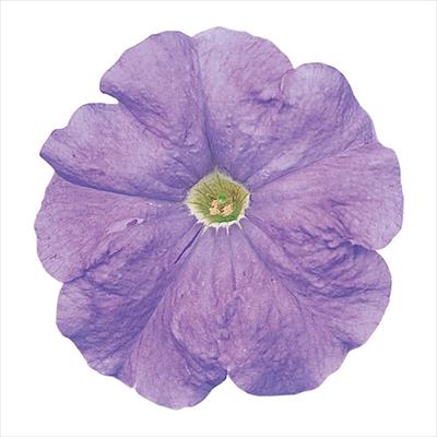 ペチュニア バカラ ライトブルー