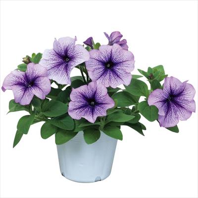 ペチュニア エコチュニア(R) ブルーベイン