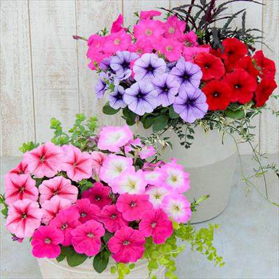 ペチュニア よく咲くペチュニア バカラiQ ミックス
