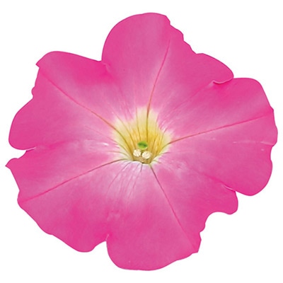 ペチュニア よく咲くペチュニア バカラiQ ブラッシュピンク