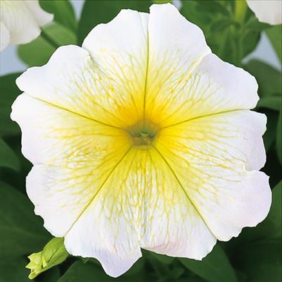 ペチュニア エコチュニア(R) イエロー