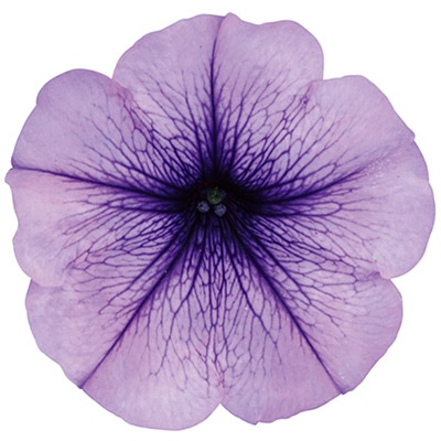 ペチュニア よく咲くペチュニア バカラiQ オーシャン