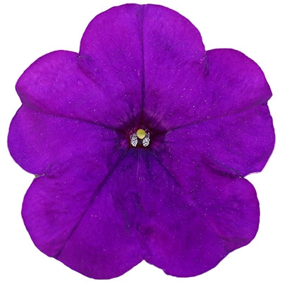 ペチュニア よく咲くペチュニア バカラiQ ブルー