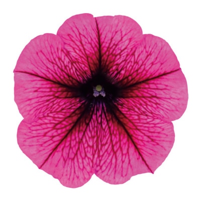 ペチュニア よく咲くペチュニア バカラiQ プラム