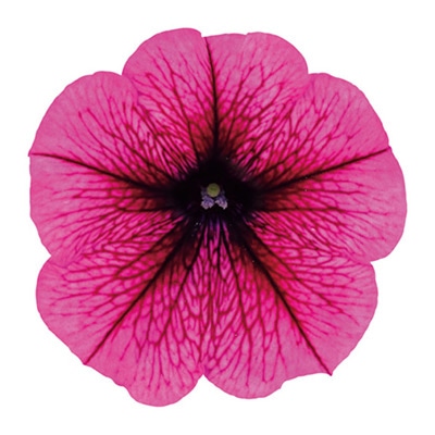 ペチュニア よく咲くペチュニア バカラiQ プラム