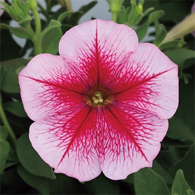 ペチュニア エコチュニア(R) ローズベイン