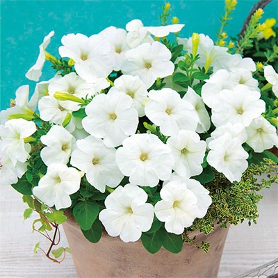 ペチュニア エコチュニア(R) ホワイト （ver.2）