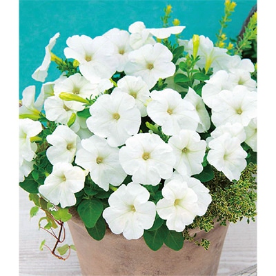 ペチュニア エコチュニア(R) ホワイト （ver.2）