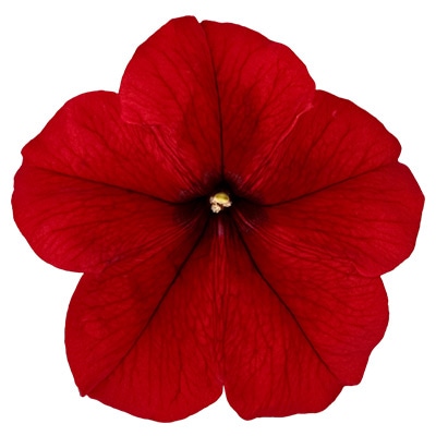 ペチュニア よく咲くペチュニア パフィン レッド