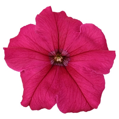 ペチュニア よく咲くペチュニア パフィン ローズ