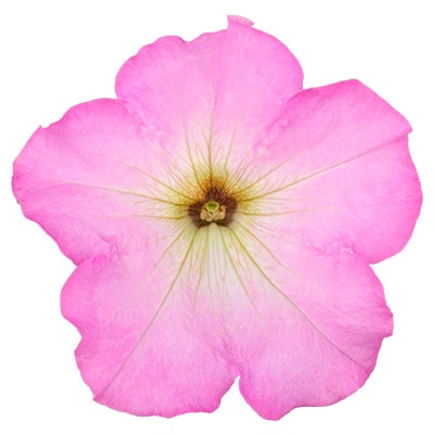 ペチュニア よく咲くペチュニア パフィン ピンクモーン