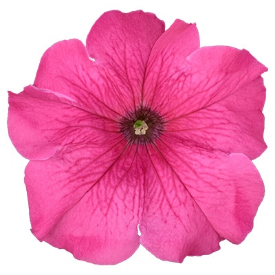 ペチュニア よく咲くペチュニア パフィン ピンク