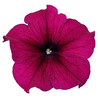 ペチュニア よく咲くペチュニア パフィン パープル