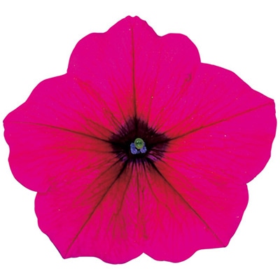 ペチュニア よく咲くペチュニア バカラiQ パープル