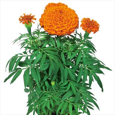 マリーゴールド プラウドマリー オレンジ
