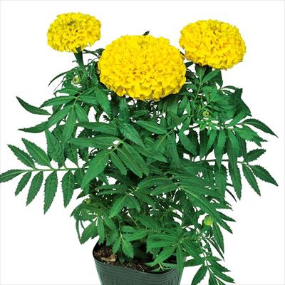 マリーゴールド プラウドマリー イエロー