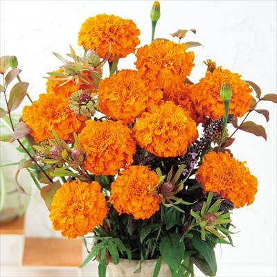 マリーゴールド オプティバ オレンジ