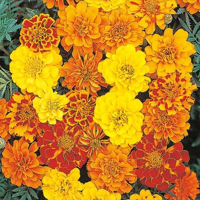 マリーゴールド サファリ ミックス