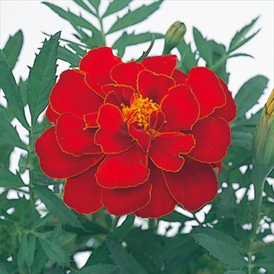 マリーゴールド サファリ レッド