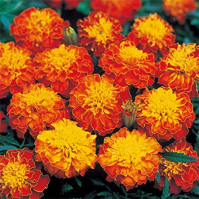 マリーゴールド ボナンザ スプレー