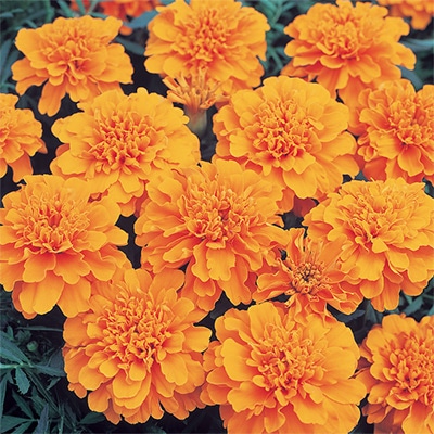 マリーゴールド ボナンザ オレンジ